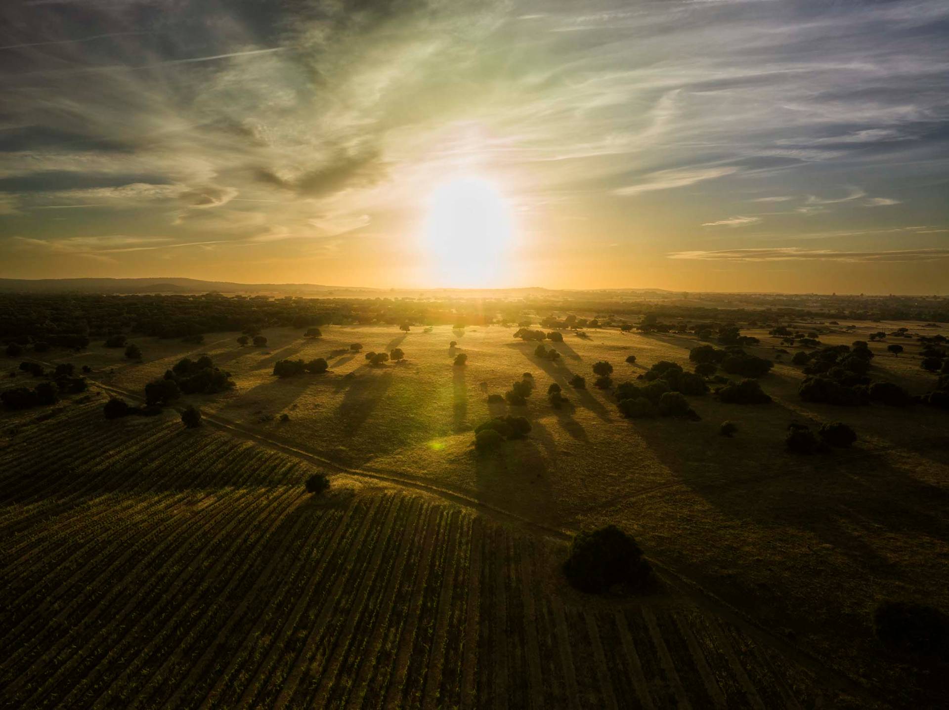 Vineyard at sunset